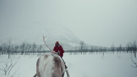 Slow-motion-back-shot-of-reindeer-pulling-a-sleigh-above-the-Arctic-Circle-in-Norway