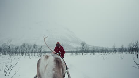 slow motion back shot of reindeer pulling a sleigh above the arctic circle in norway