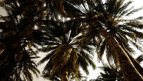 underside of the coconuts tree with clear sky and shiny sun