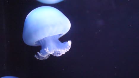 some blue jellyfish are swimming slow in a tank