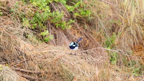 bird exploring dry grass and branches