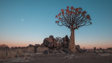 quiver tree forest at nightfall in namibia, southern africa