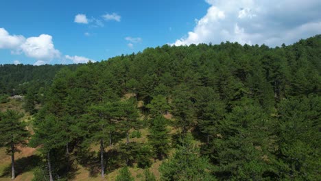 Panorama-Kiefernwald-Mit-Grünem-Laub,-Blauem-Himmel-Und-Weißen-Wolken-Auf-Bergen,-Naturhintergrund