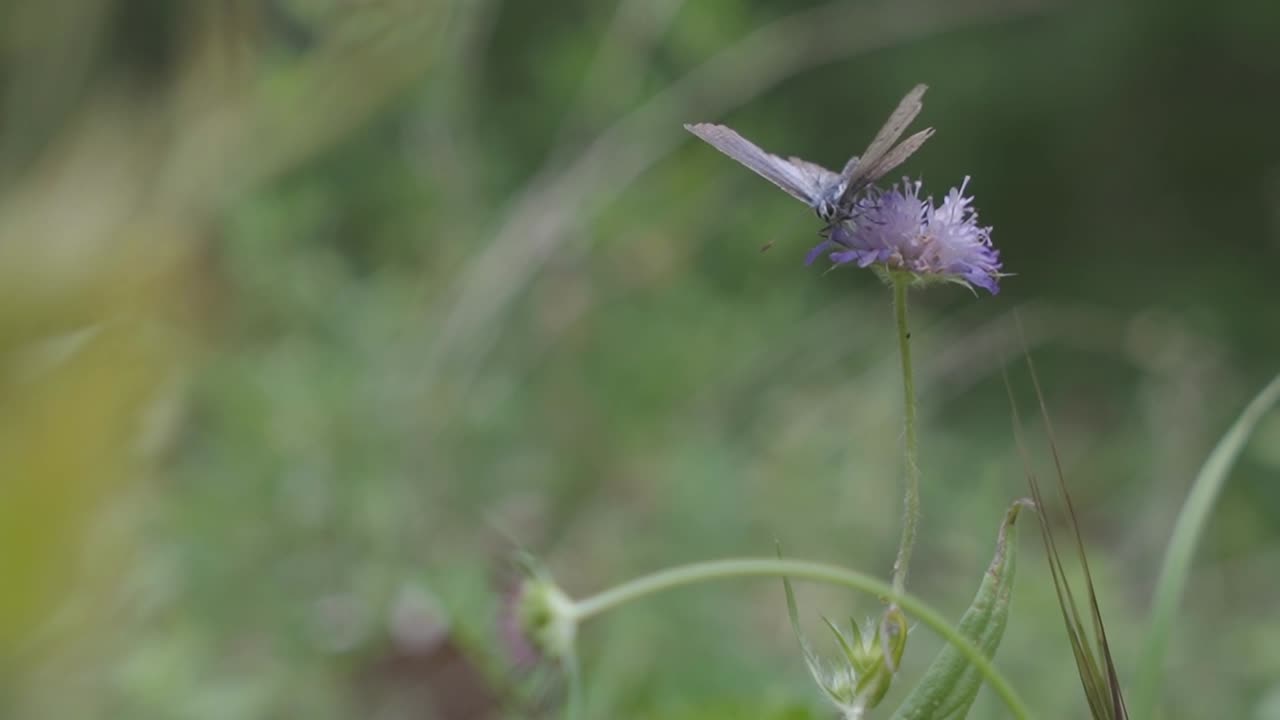 butterfly close-up as it gently gathers pollen from a wildflower in the meadow