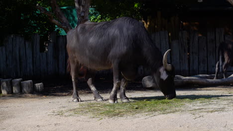 agricultural water buffalo eating in outdoor setting