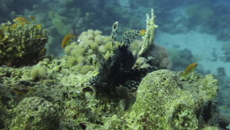 pez león en el arrecife de coral del mar rojo de egipto