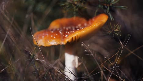 a close-up shot of the red-capped mushroom on the forest floor