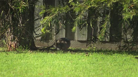 Gefleckte-Taube-Vogel-Plustert-Federn-Im-Garten-Australien-Gippsland-Victoria-Maffra-Sonnig