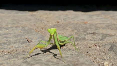 Close-up-of-the-praying-mantis-moving-on-a-pavement-street