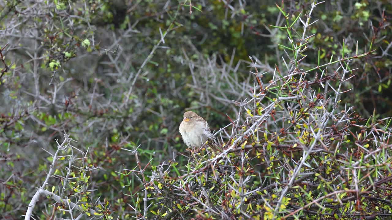A sparrow rests on a branch amidst dense foliage at Lake Tekapo, captured in natural daylight with a steady camera