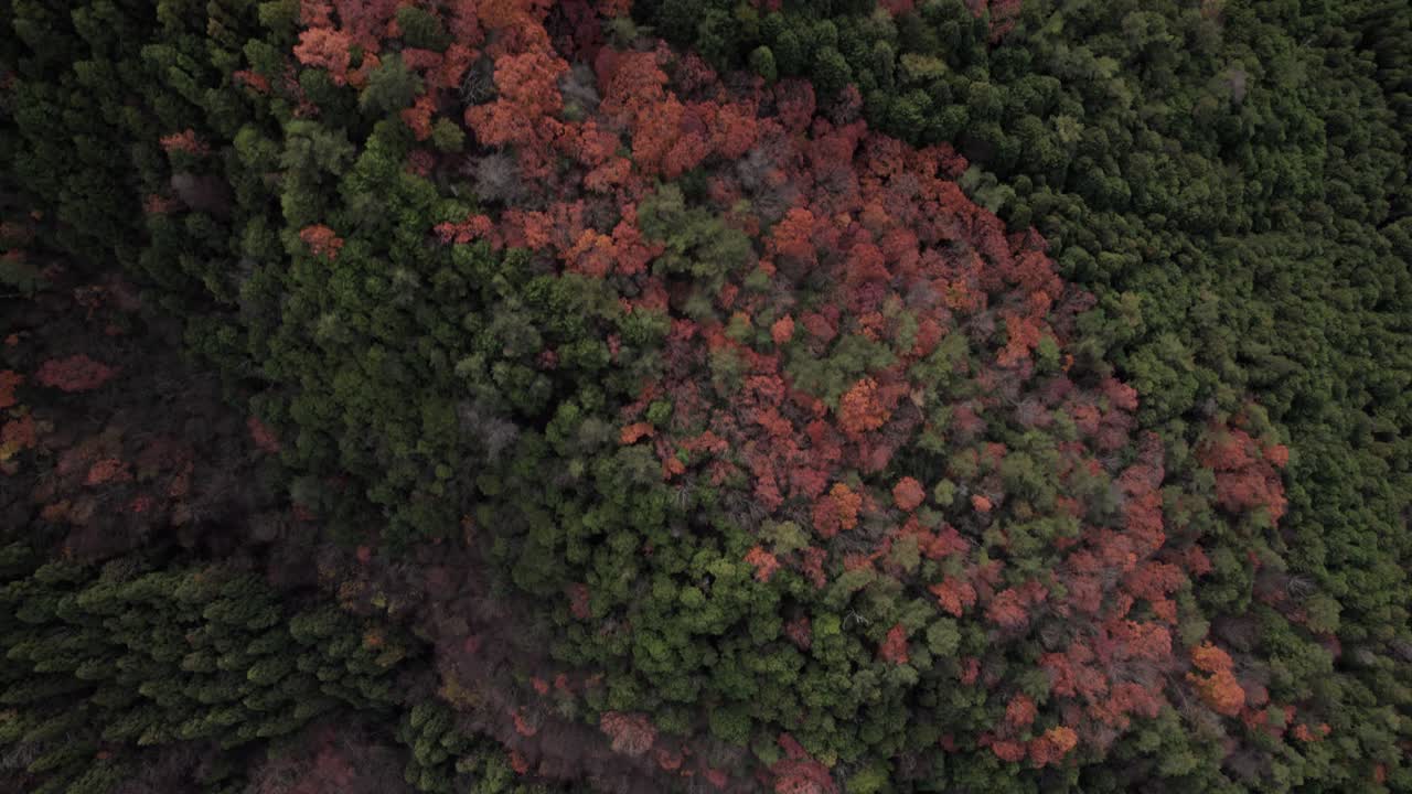 가을의 다채로운 일본 나무와 함께 숲이 인 언덕, 케이호쿠 북 키오토의 공중 드론 풍경