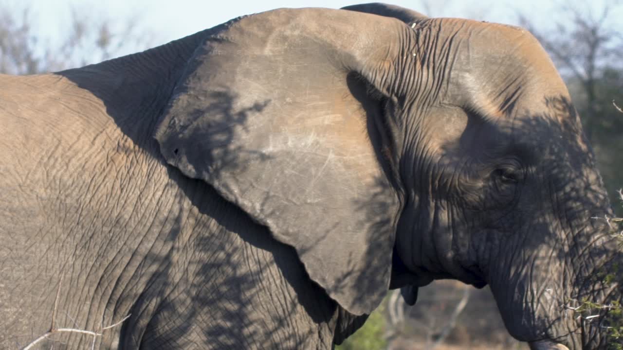 tiro de seguimiento en cámara lenta de elefante parado junto al árbol