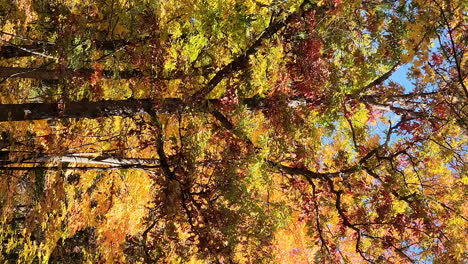 Tilt-up-of-leafy-trees-with-autumn-foliage-and-blue-sky,-vertical-shot