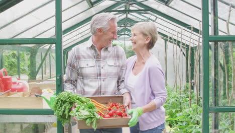 portrait of senior couple holding box of home grown vegetables in greenhouse