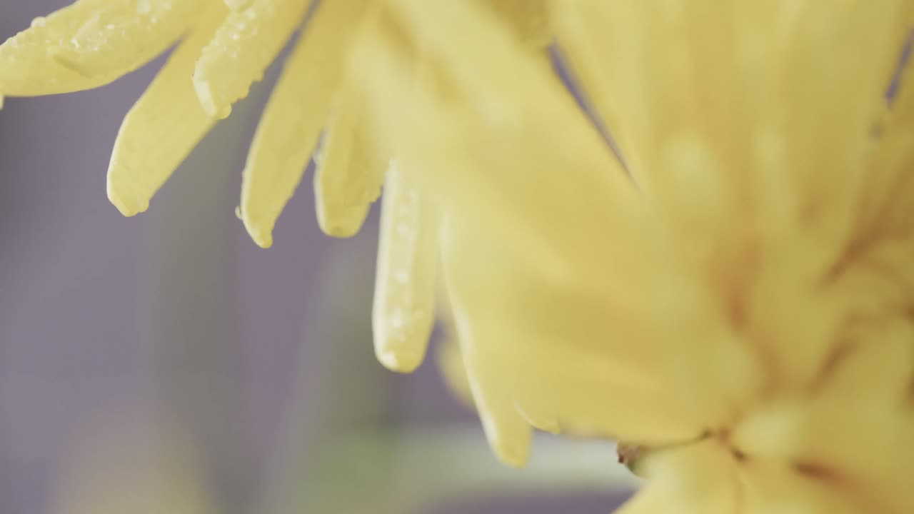 micro vídeo de primer plano de flores amarillas con espacio de copia en fondo gris