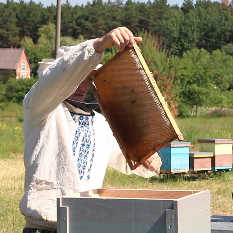 beekeeper working in apiary among a swarm of bees. frames of a bee hive. beekeeping. honey.