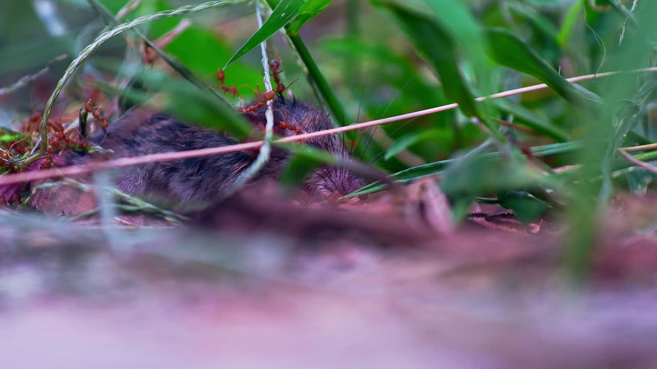 Ratto morente che giace ansimante nell'erba, assalito da formiche di fuoco.