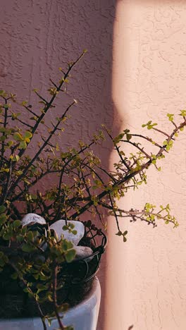 succulent plant in a pot with sunlight