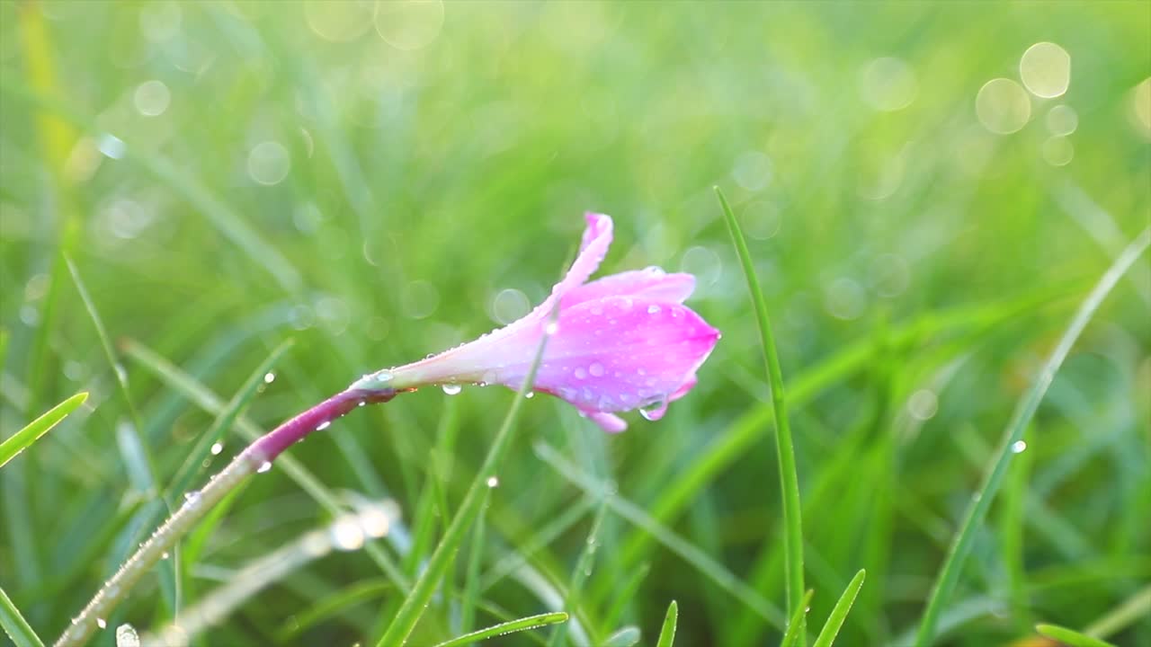 분홍색 꽃과 풀이 있고 그 위에 물방울이 느리게 움직인다.