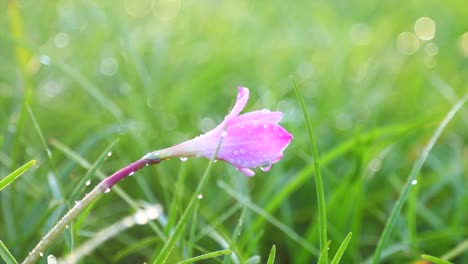 Hay-Una-Flor-Rosa-Y-Hierba-Con-Gotas-De-Agua-En-Cámara-Lenta