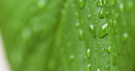 water drops on leaf surface 5