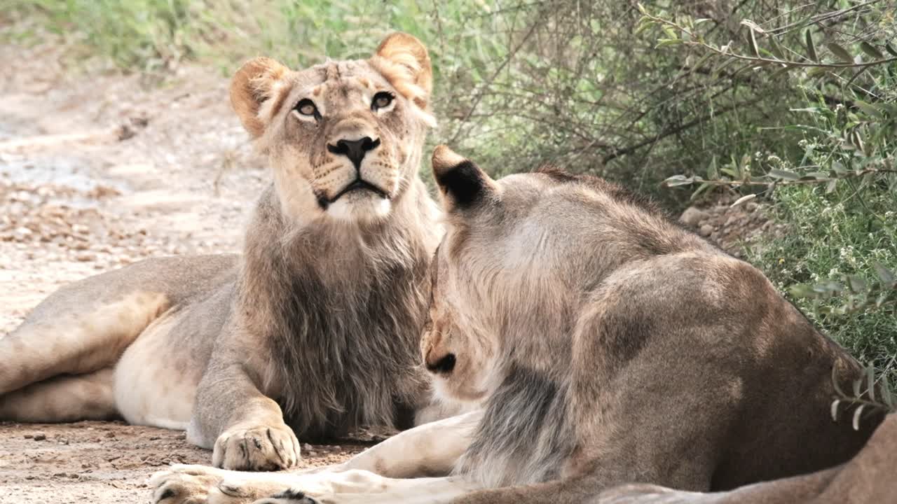 A young lion looks up at birds in a tree