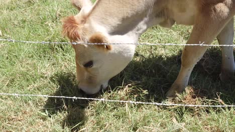 una vaca marrón clara comiendo hierba detrás de un alambre desnudo