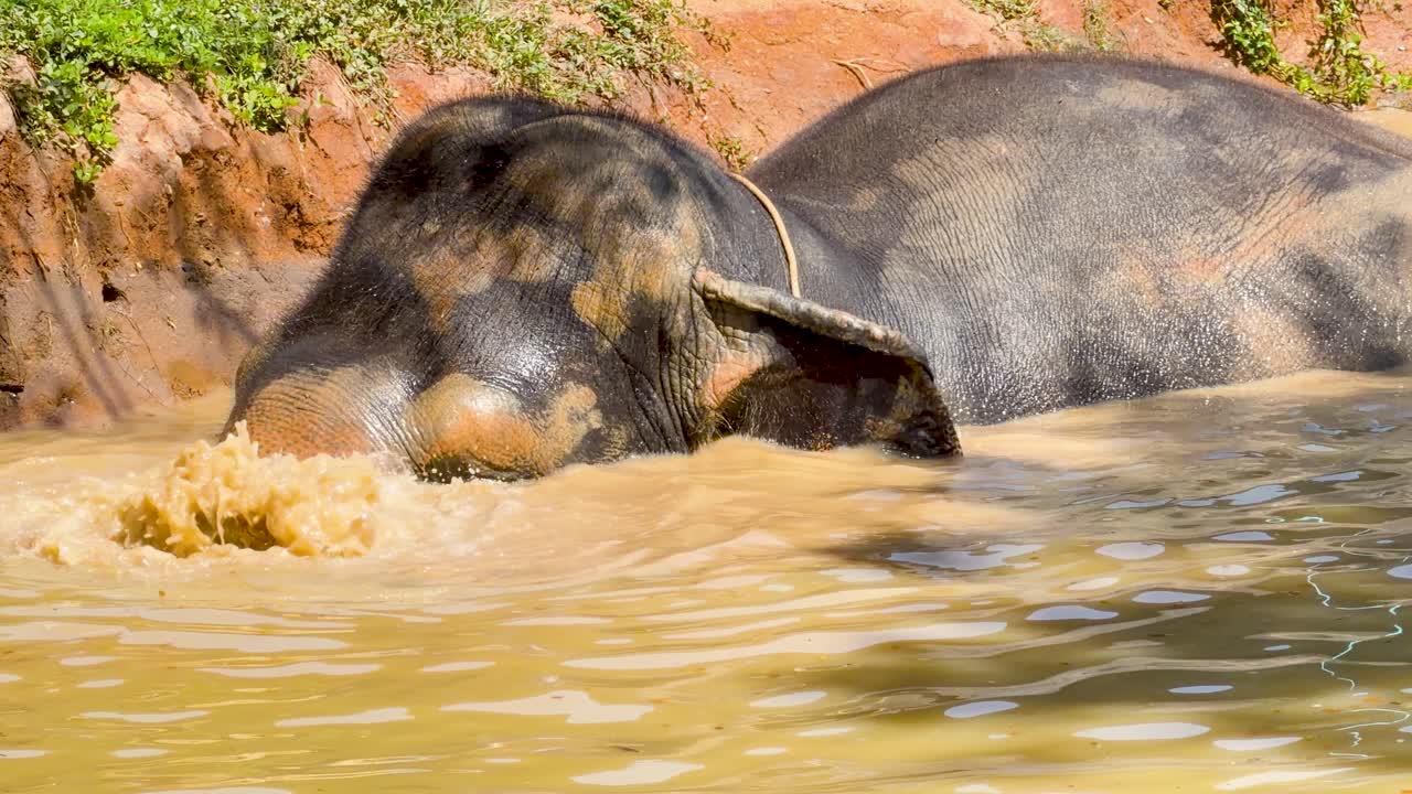En asiatisk elefant dykker sit hoved under vand og plasker vand med sin snabel i Phuket.