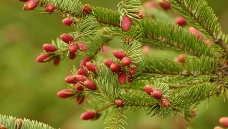 canadian pine tree growing berries on the branches, static close up shot