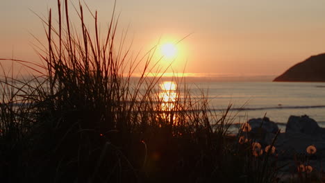 Büsche-Vor-Einem-Sonnenuntergang-Am-Strand