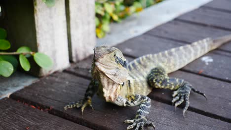 Australia-Water-dragon-,-Australia-water-lizard-in-public-park-close-up-shot-of-Australia-water-dragon