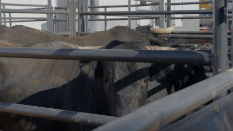 rank black bulls behind metal chute bars in dallas, texas