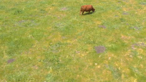 Aerial-view-of-Big-Sur-coastline-with-cows-grazing-on-pasture