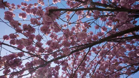 flores de cerezo, directamente debajo, rotación