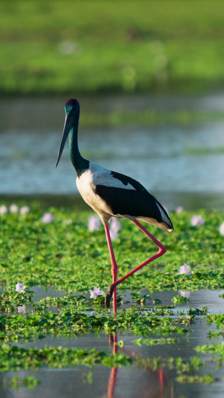 Una maestosa cicogna dal collo nero caccia in una rigogliosa zona umida in India. Questa autentica scena naturalistica mette in risalto la biodiversità e la sostenibilità ambientale in un habitat naturale