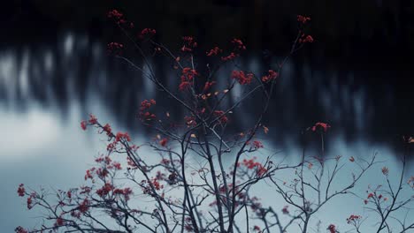 Bright-orange-berries-on-colorful-leaves-on-the-delicate-dark-branches-of-the-rowan-tree