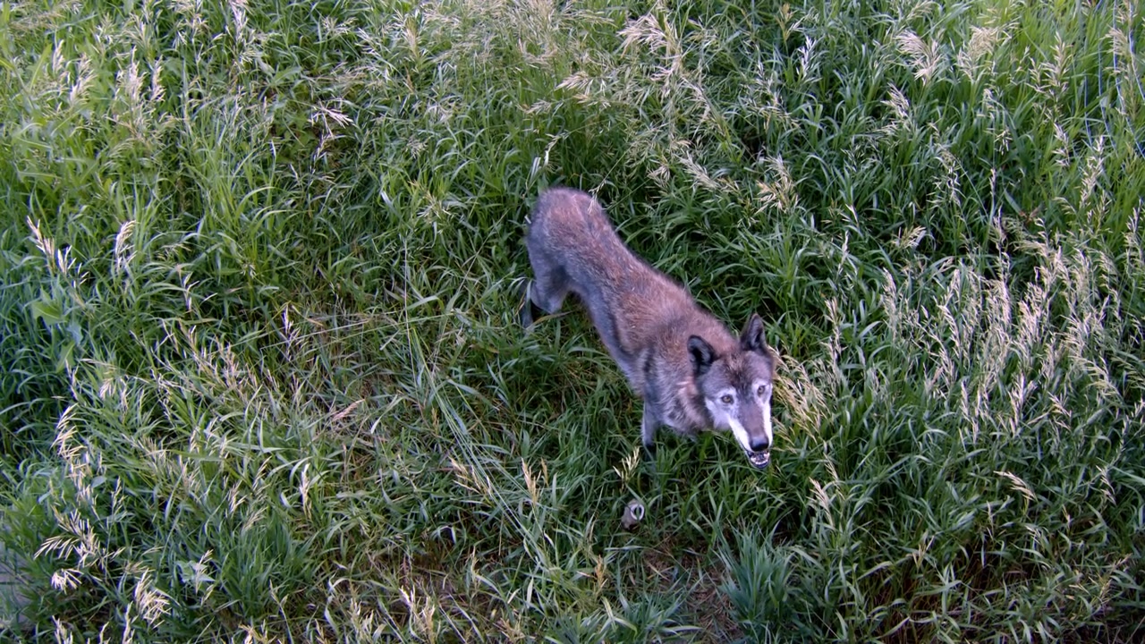 Un lobo gris llamado Koa