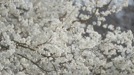 The-fragile-beauty-of-cherry-blossoms-is-captured-in-a-close-up-shot,-revealing-the-delicate-texture-of-their-petals