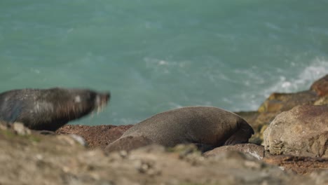 Fur-seal-waddling-into-frame-on-rocky-shore,-turquoise-sea-water-in-back