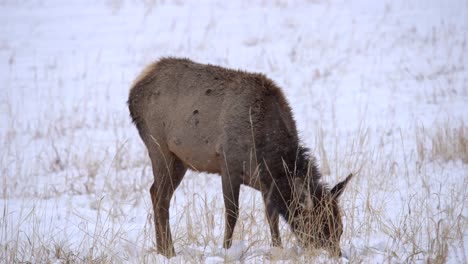 Elk-grazing-in-snow-covered-field