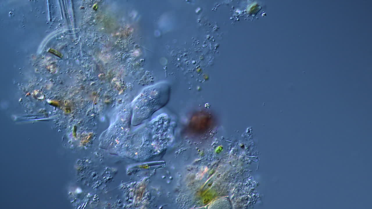 Microscopic Life in Pond Water under Differential Interference Contrast Microscopy