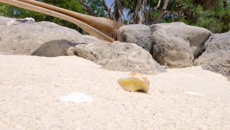 Hermit-crab-peeking-out-and-quickly-moving-back-into-shell-on-white-sandy-beach-of-tropical-island