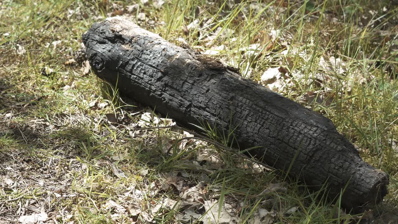 tronco quemado en medio de un bosque