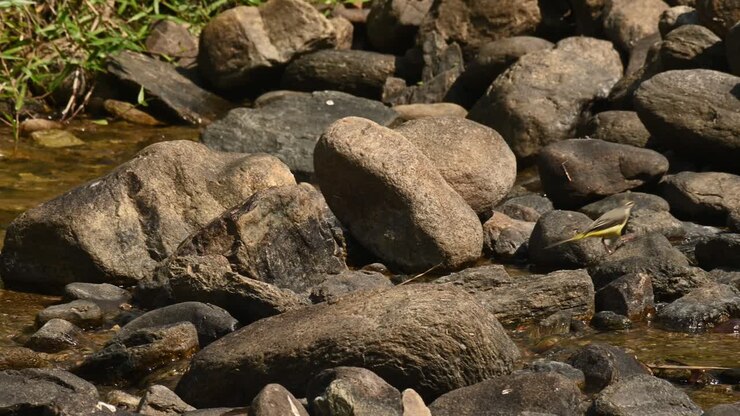 Going from one rock to another foraging for some food in the middle of a rocky stream, Grey Wagtail, Motacilla cinerea, Huai Kha Kaeng Wildlife Sanctuary Thailand