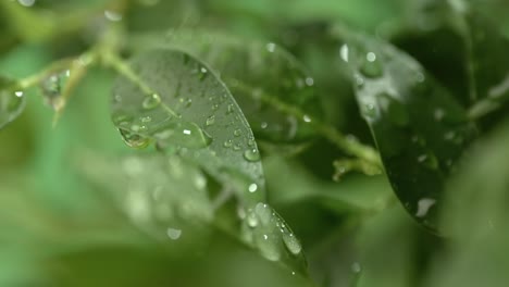 close up of raindrops in super slow motion. rain drips on the green leaves of the plant.
