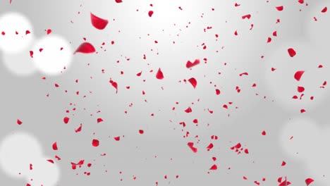 sakura petals falling down. romantic pink red flowers falling rain loop background green screen.