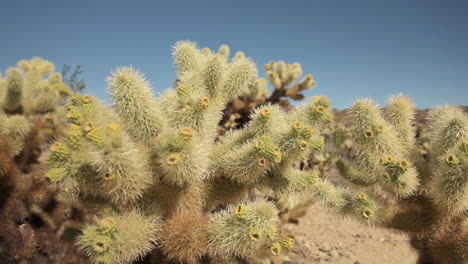 Cholla-Catus-With-Yellow-Flower-Bud-Blooms-In-The-Desert-In-Tucson,-Arizona,-USA-On-A-Sunny-Summer-Day