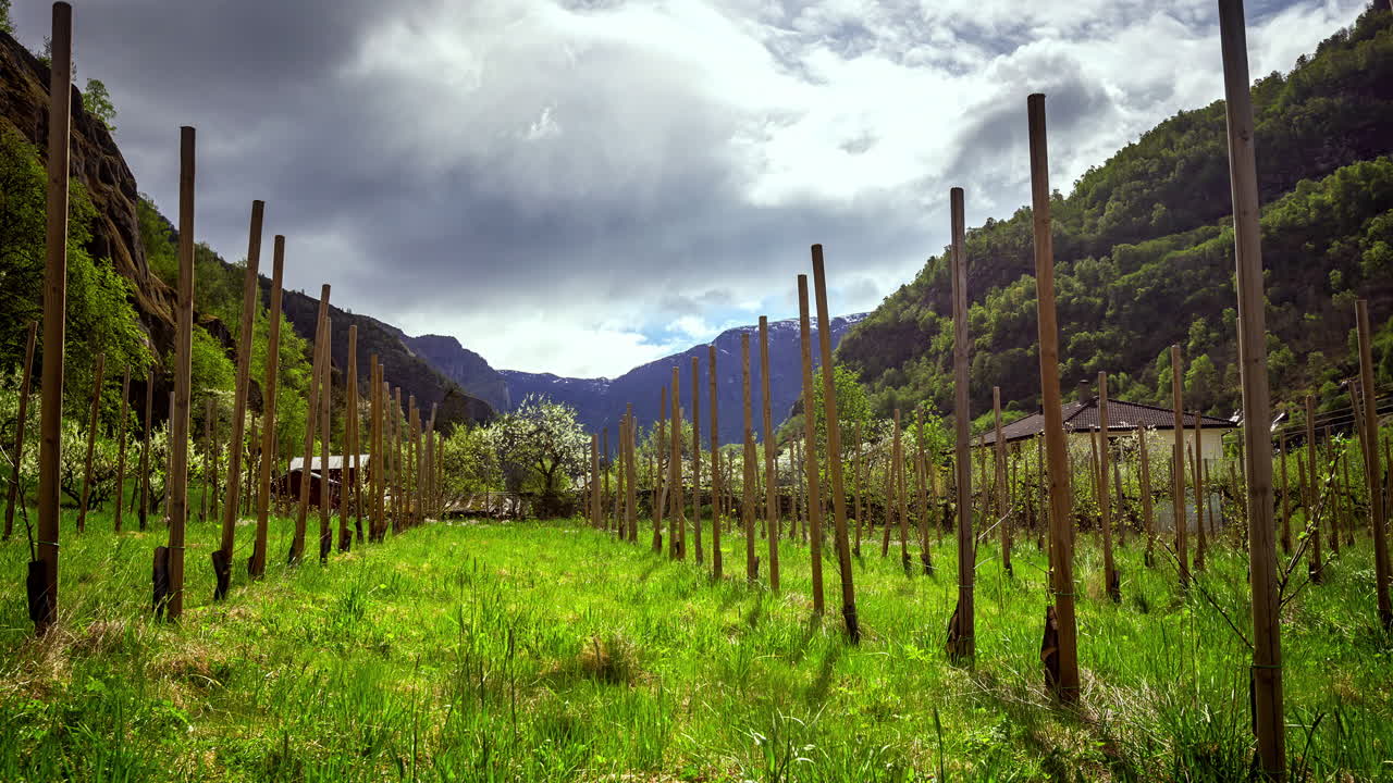 disparo de lapso de tiempo en un creciente jardín de manzanas entre montañas y nubes voladoras en el cielo