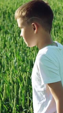 a little boy with a stylish haircut is walking in the field on the background of green spikelets of wheat. a child is inspecting the area around him and looking at the sun on a warm summer day. slow motion vertical video
