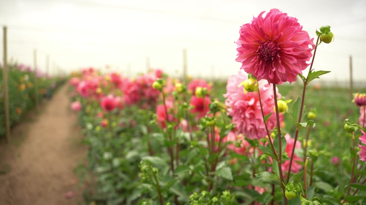 A field of Dalilah flowers in a plantation.
